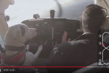 Dogs learn how to fly for real, in real life, in a real airplane!