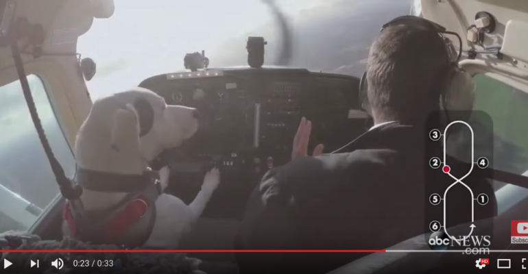 Dogs learn how to fly for real, in real life, in a real airplane!
